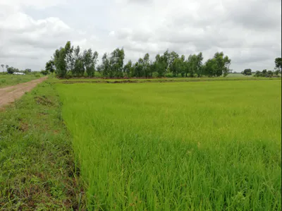 Ingoriya, Madhya Pradesh 456222, India preview 2