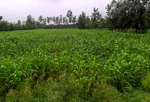 Salampur Gadda, Uttar Pradesh 247001, India preview 3