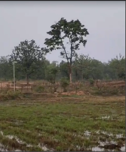Pipalya Kayasth, Indore, Madhya Pradesh 453551, India