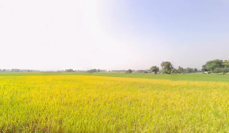 Kanech, Punjab 141120, India preview 3