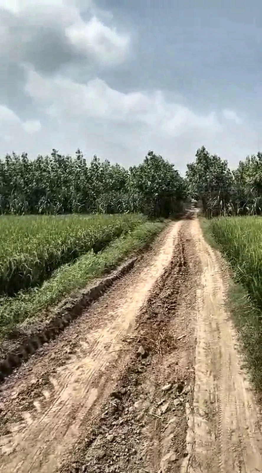 Jandan Wala, Bathinda, Punjab 151201, India