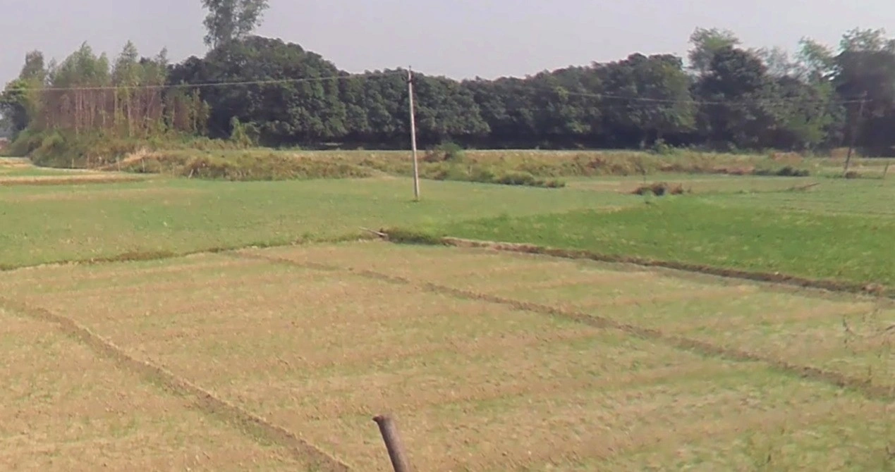 Suraiya Nagar, Madhya Pradesh 462042, India