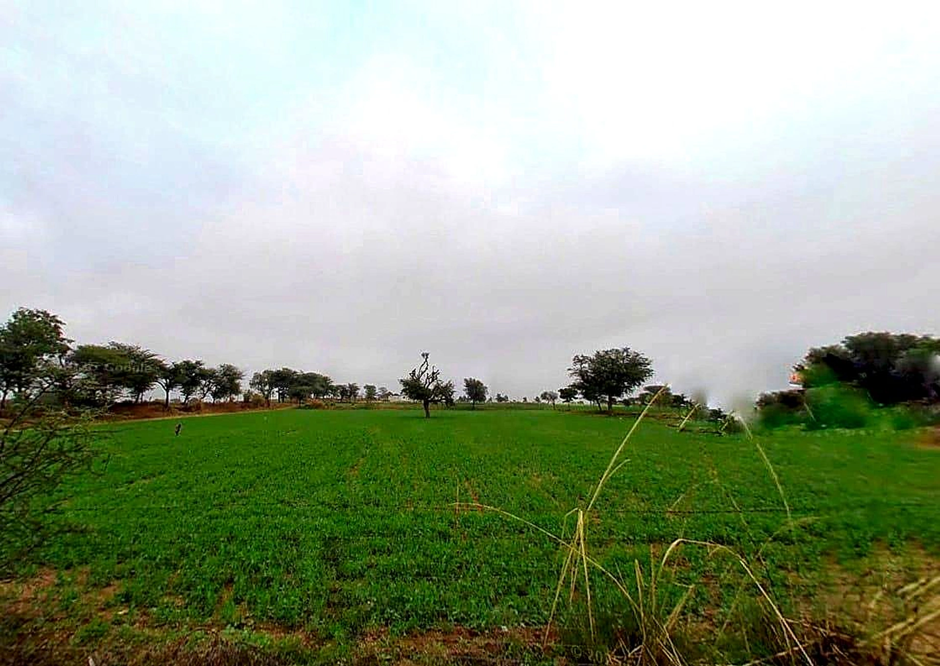 23WX+XJ8, Dabri, Rajasthan 332305, India