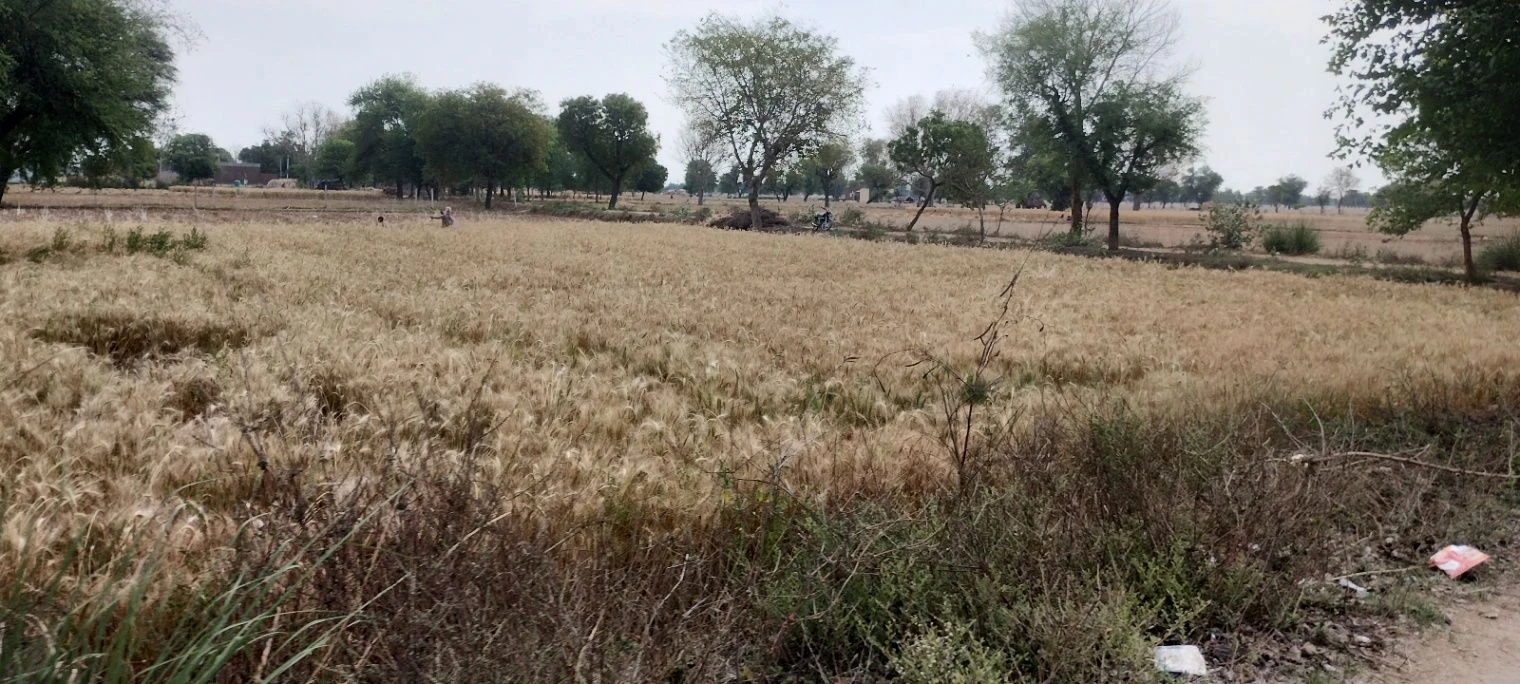 Kherli Veeran, Rajasthan 301021, India