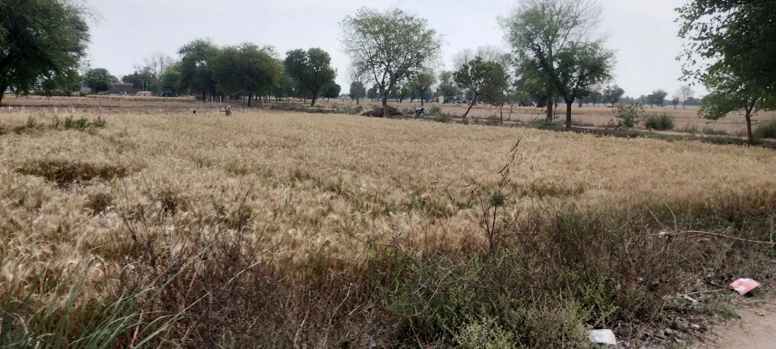 Kherli Veeran, Rajasthan 301021, India