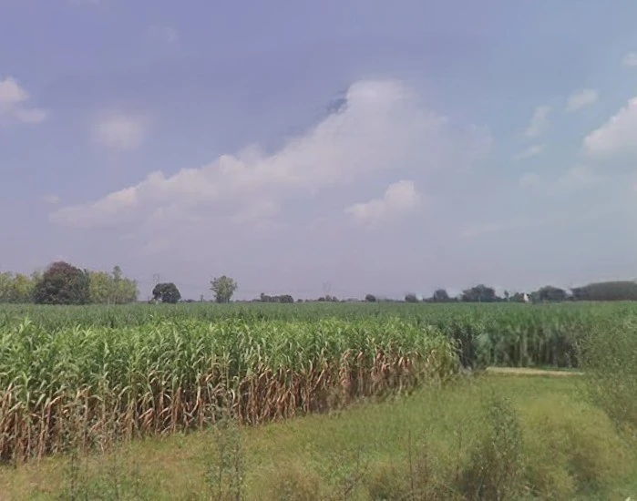 Budhana, Uttar Pradesh 251309, India