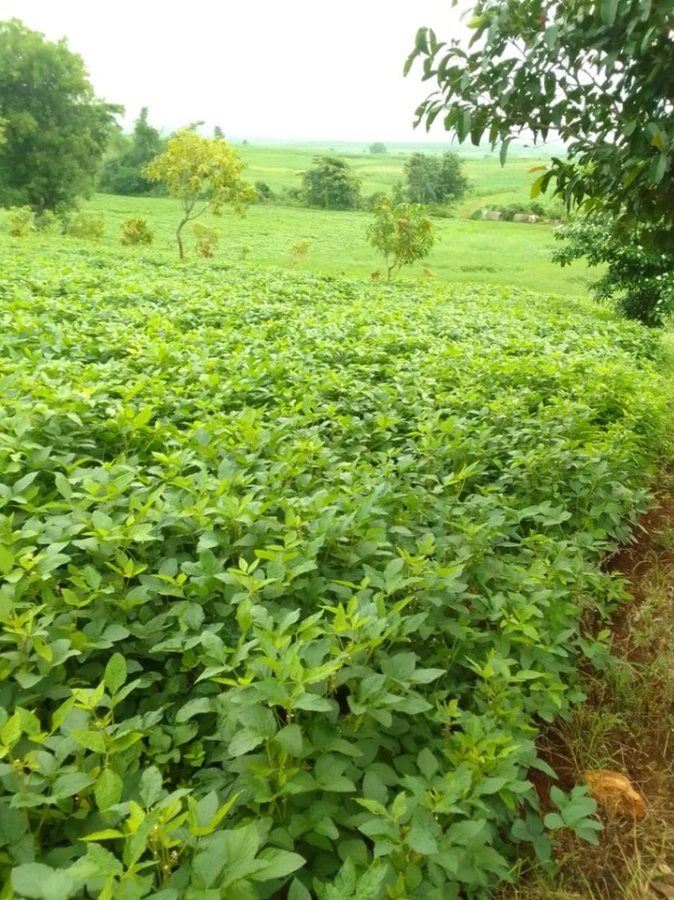Andher Baodi, Madhya Pradesh 460220, India