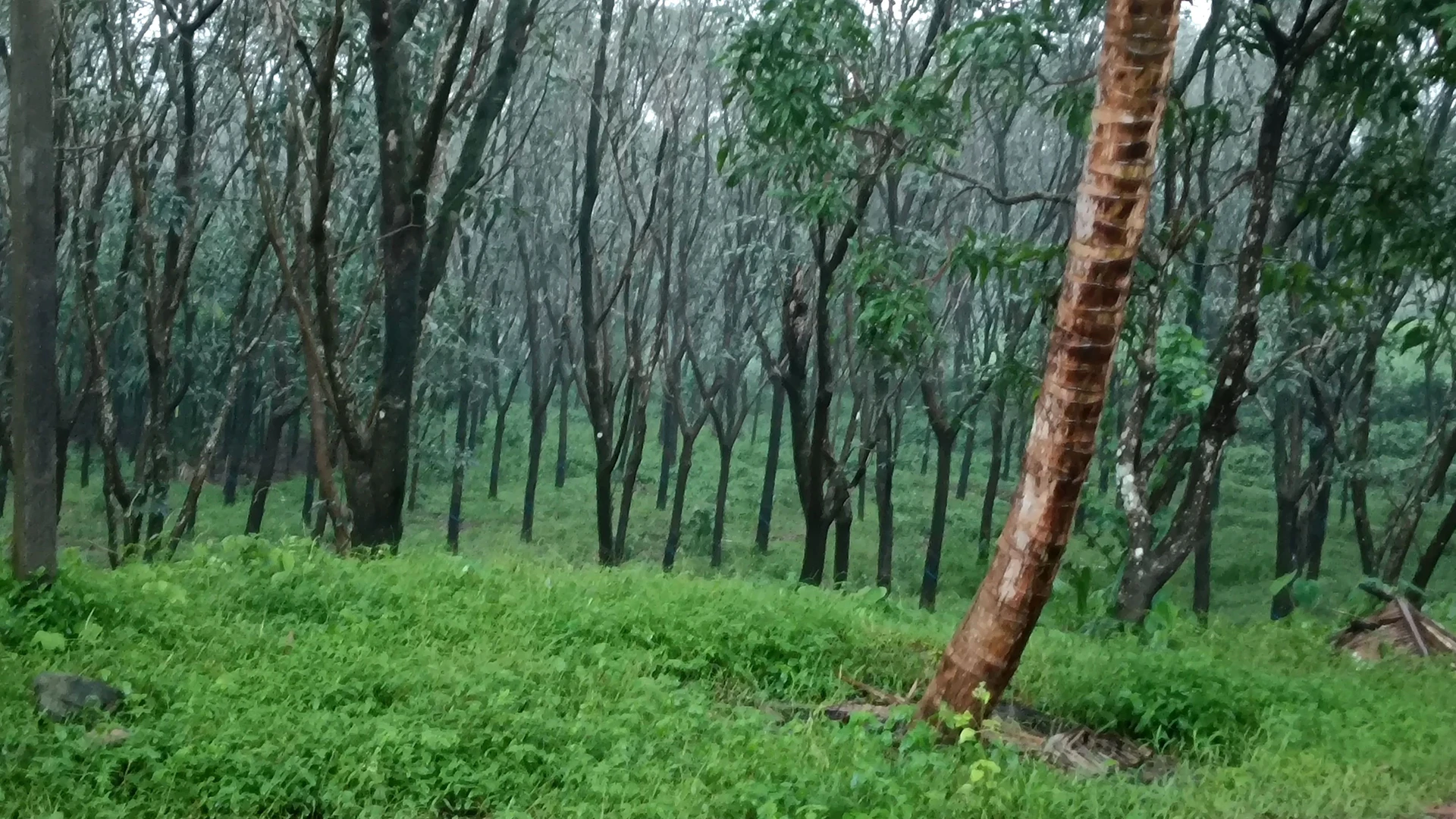 WCF7+4XJ, Dakshina Kannada, Belthangady, Karnataka, India