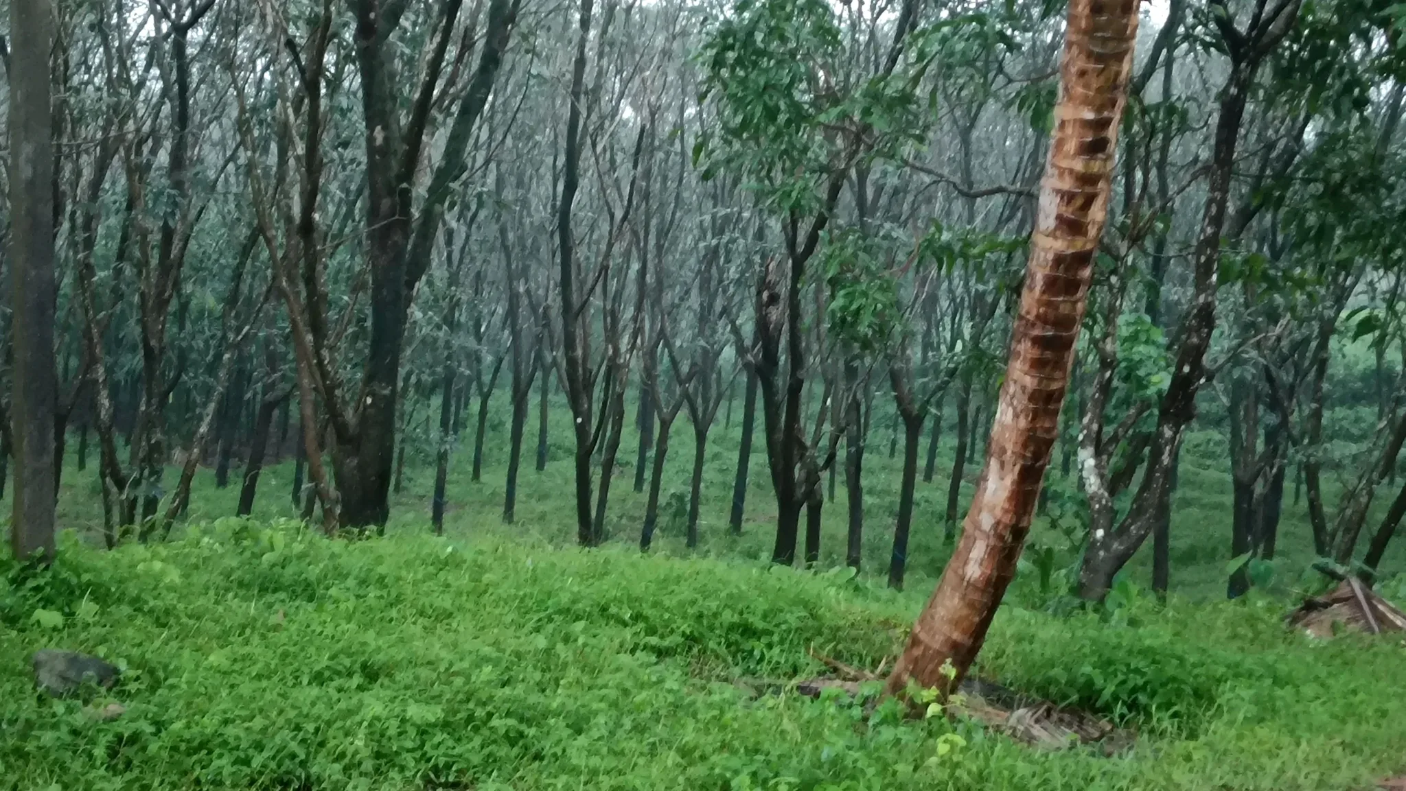 WCF7+4XJ, Dakshina Kannada, Belthangady, Karnataka, India