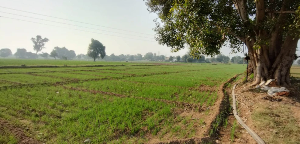 Balachaur, Punjab 144521, India