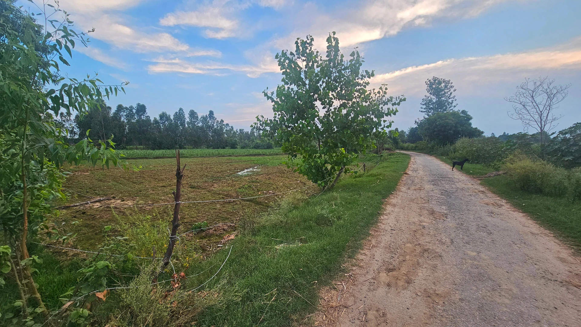 Patna, Faridpur, Bareilly, Uttar Pradesh, India