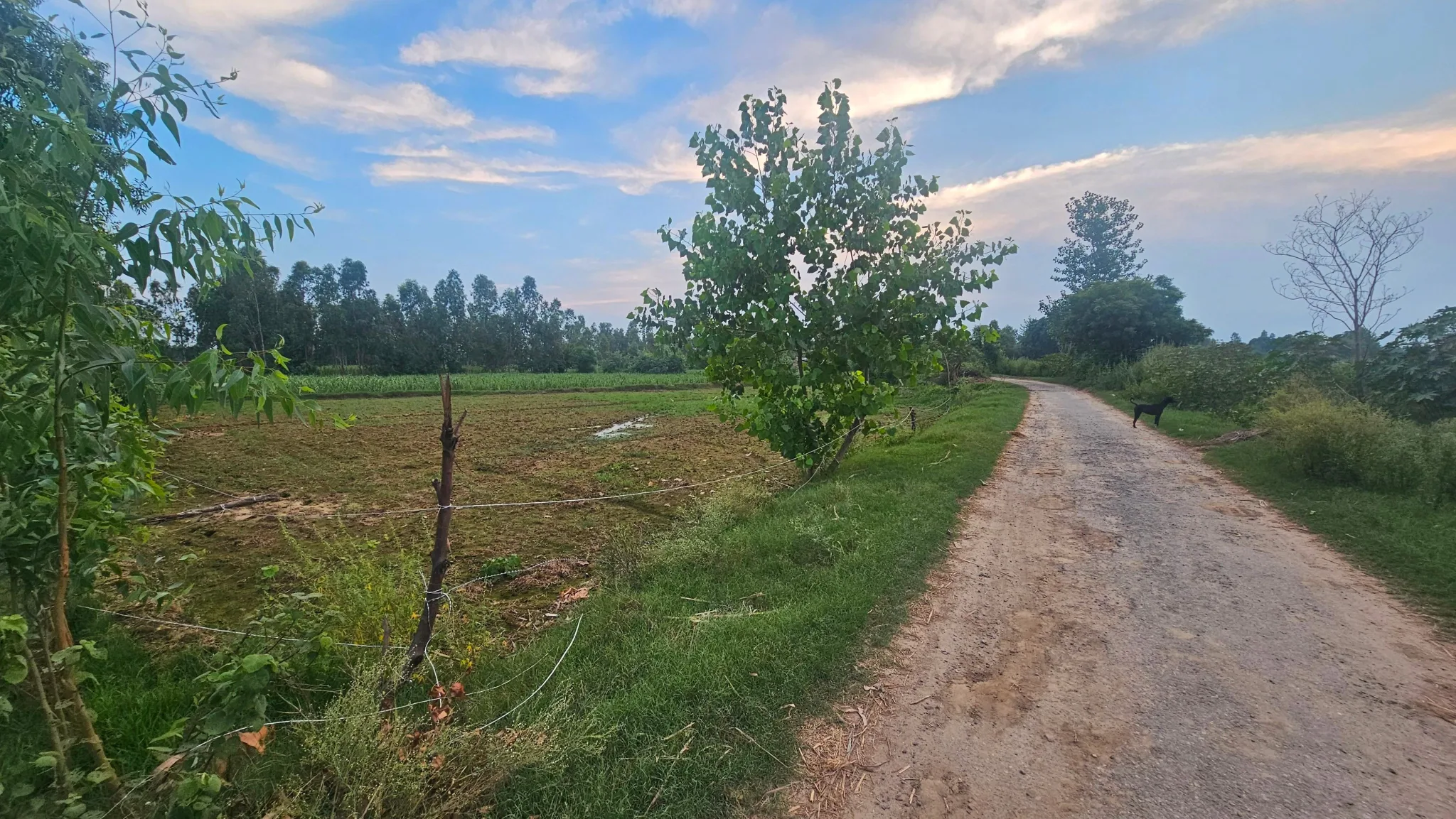 Patna, Faridpur, Bareilly, Uttar Pradesh, India
