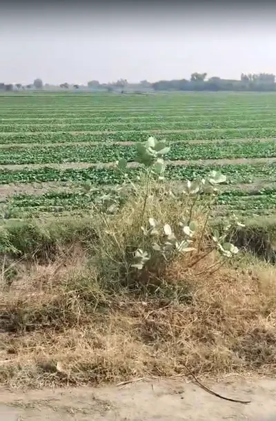 P5V2+MV Kathaul, Rajasthan, India preview 3