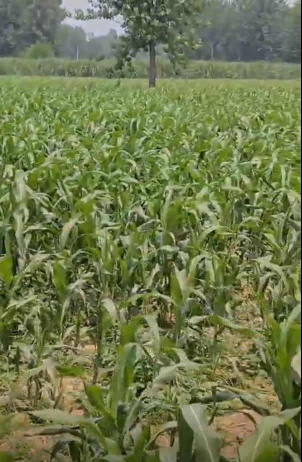 Pesari, Unnao, Uttar Pradesh 209870, India