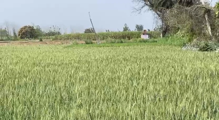666J+FC2, Chandpur - Bijnor Rd, Ravati, Uttar Pradesh 246725, India