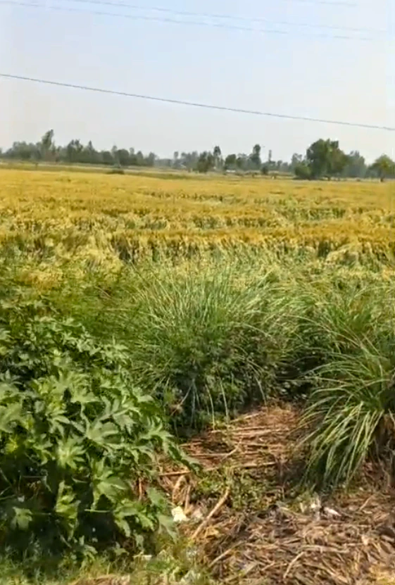 Maman Khurd, Uttar Pradesh 203002, India