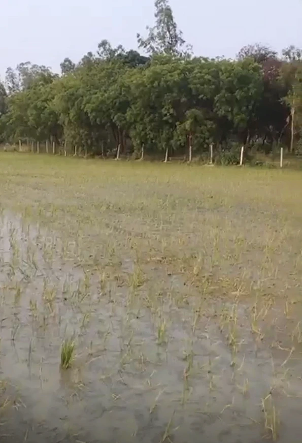 Chamrawal, Baghpat, Uttar Pradesh, India