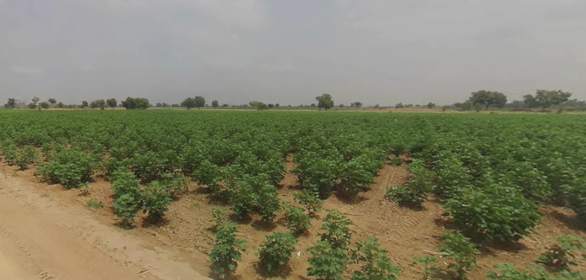 J745+M3R, Patsawra, West Bengal 713363, India