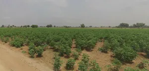 J745+M3R, Patsawra, West Bengal 713363, India preview 2