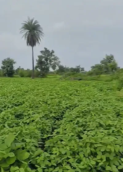 PQ97+67V, Indore, Rinjlai, Madhya Pradesh 453112, India preview 2