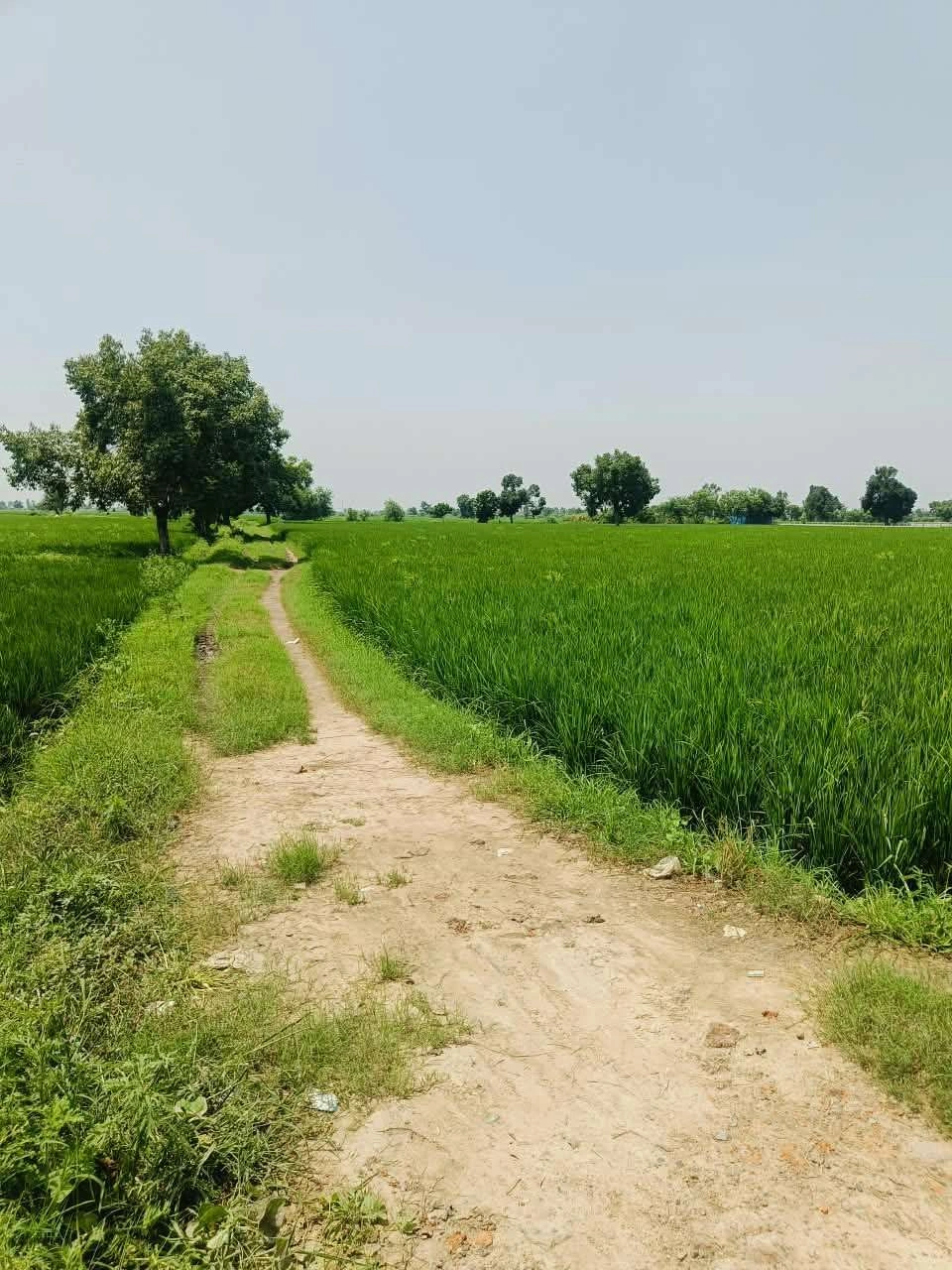 Gora, Mathura, Uttar Pradesh 281404, India