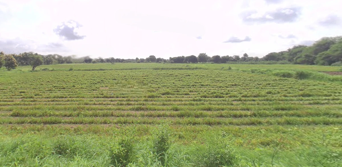 QCHW+2G Vanagla, Gujarat, India