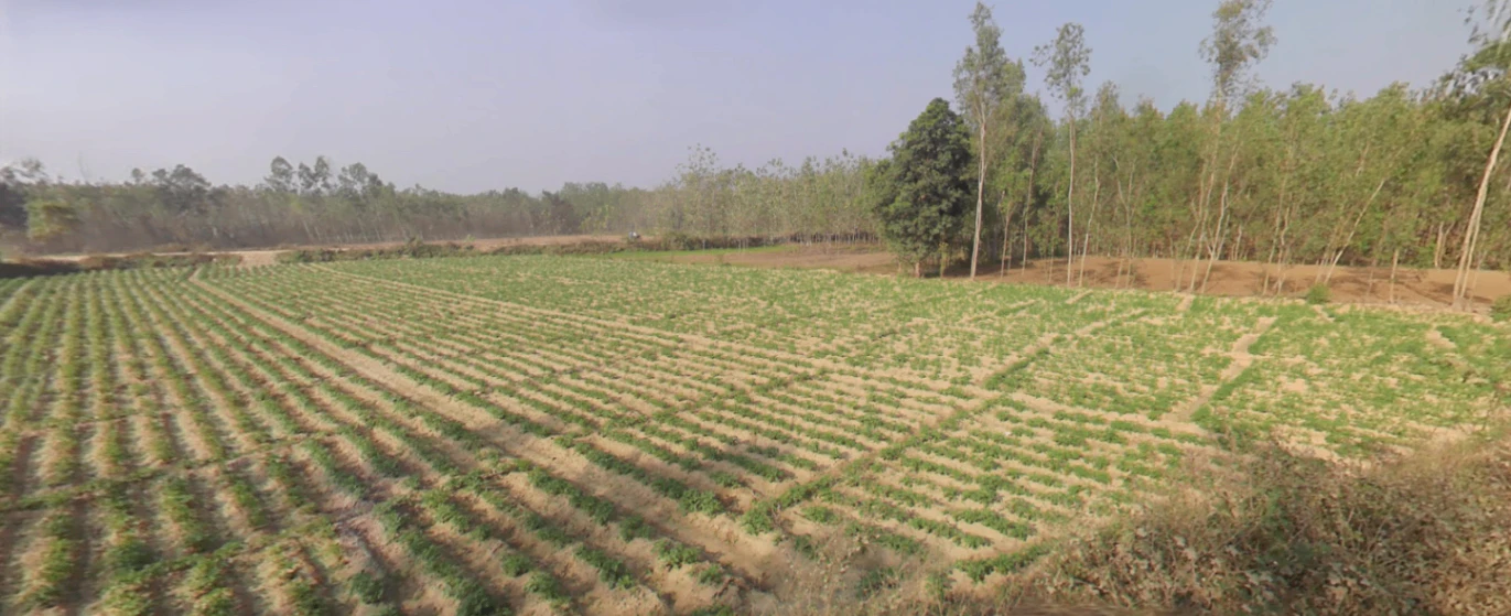 Jasmour, Uttar Pradesh, India