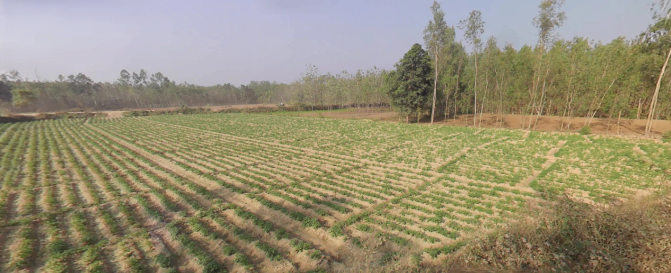 Jasmour, Uttar Pradesh, India