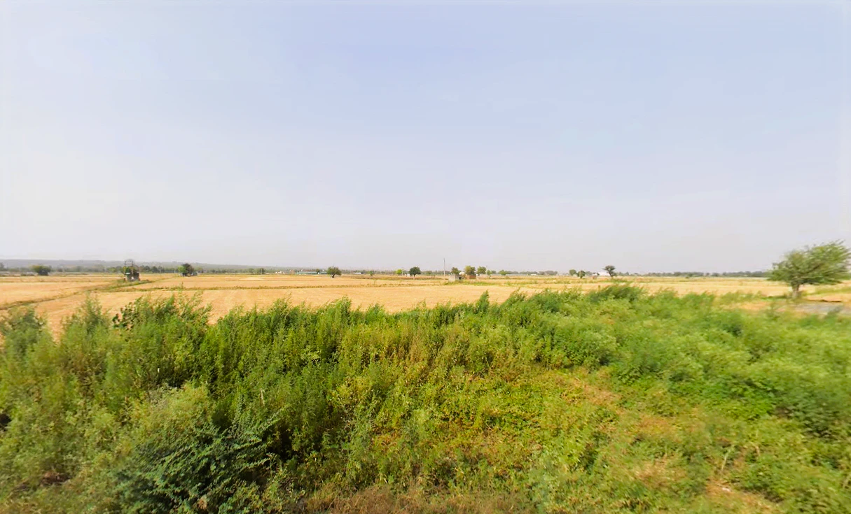 Pali, Haryana, India