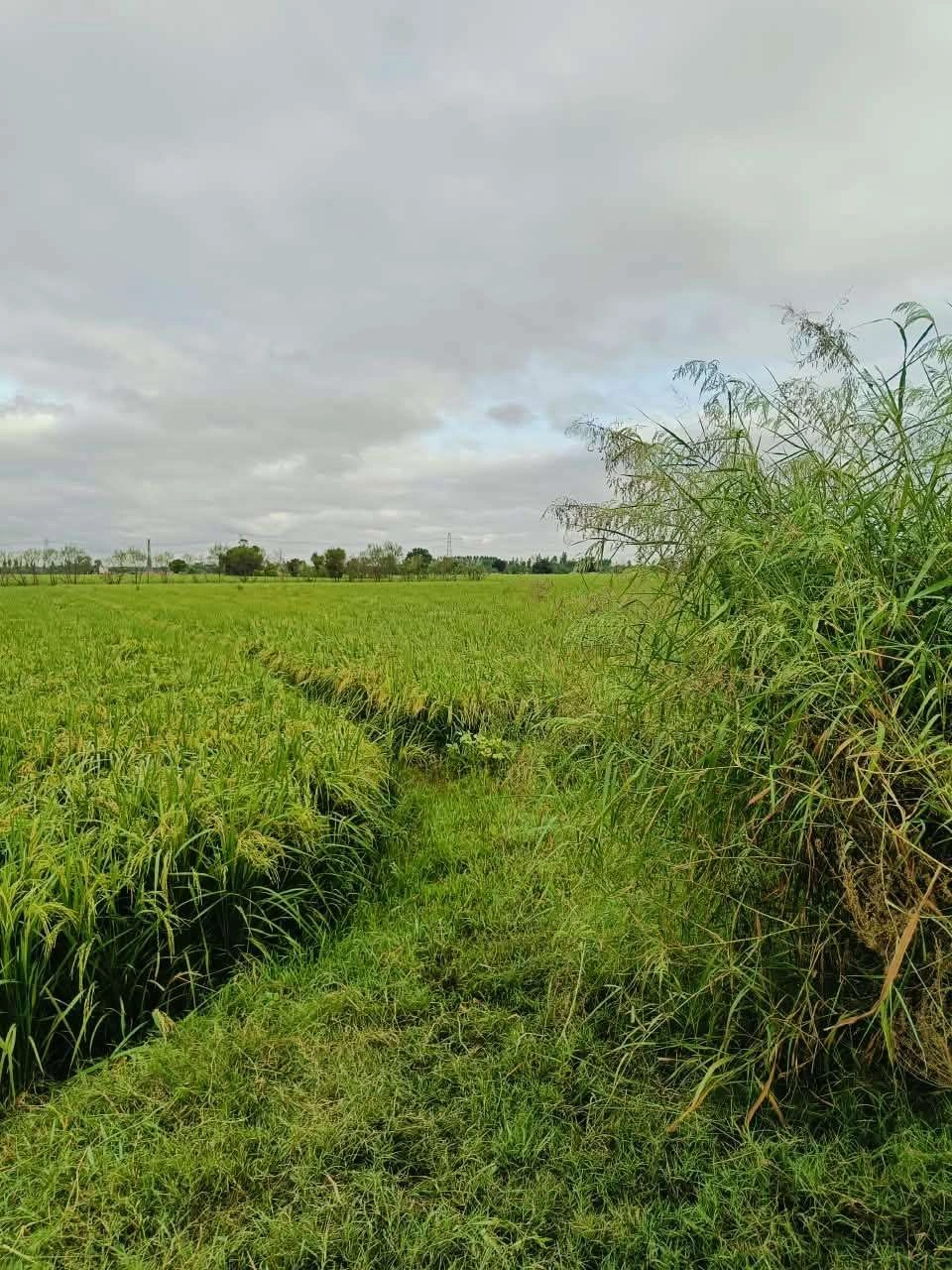 Bheema, Mathura, Uttar Pradesh 281204, India