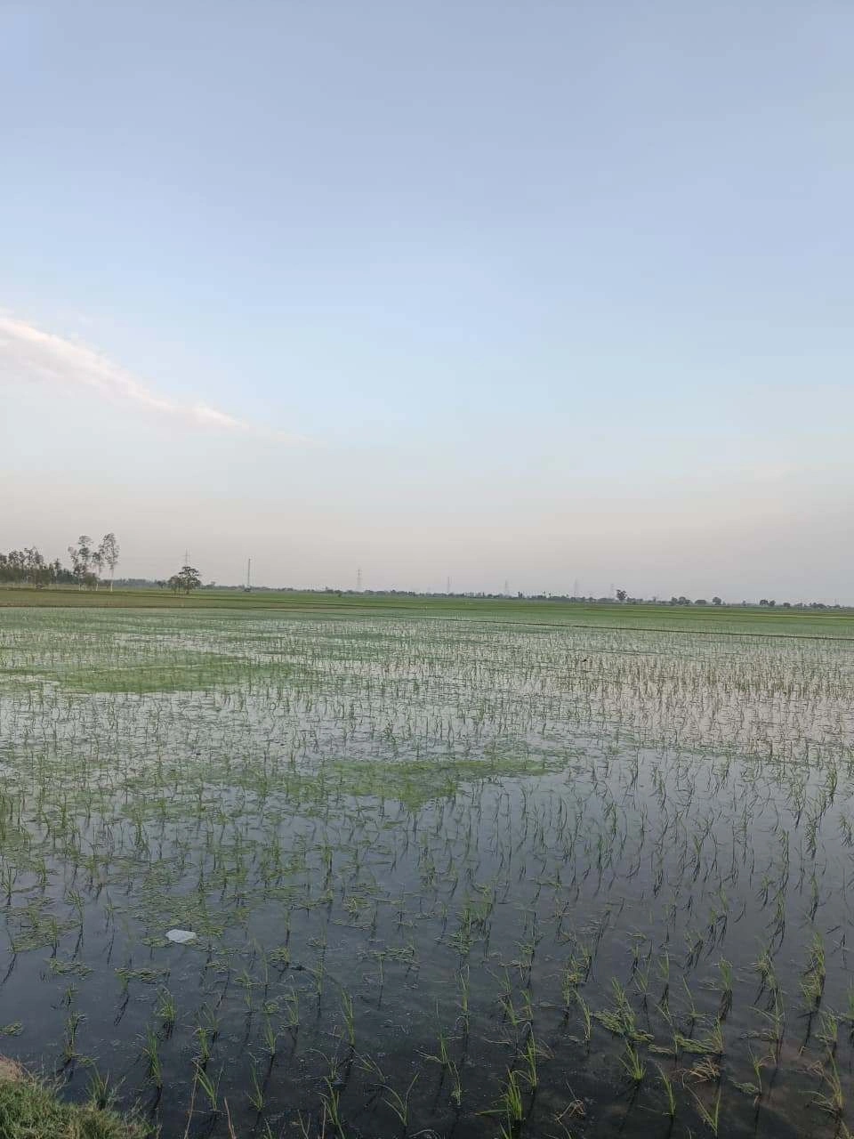 Sankhi, Uttar Pradesh 281401, India