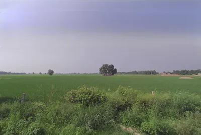 Gillan Khera, Haryana 125050, India preview 3