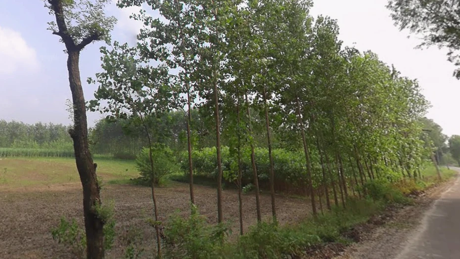 Mata Shakumbhari Devi Rd, Madhav Nagar, Saharanpur, Uttar Pradesh, India