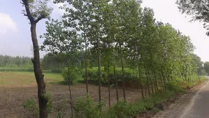 Mata Shakumbhari Devi Rd, Madhav Nagar, Saharanpur, Uttar Pradesh, India preview 2
