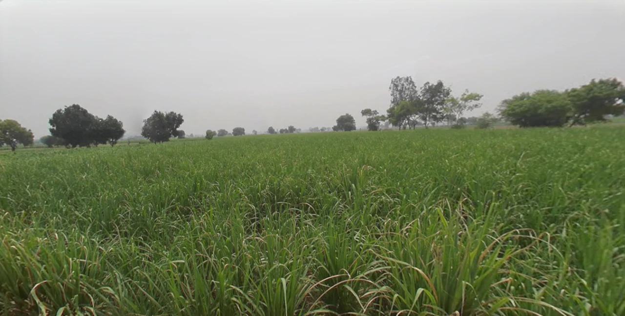 Butana, Haryana 131302, India