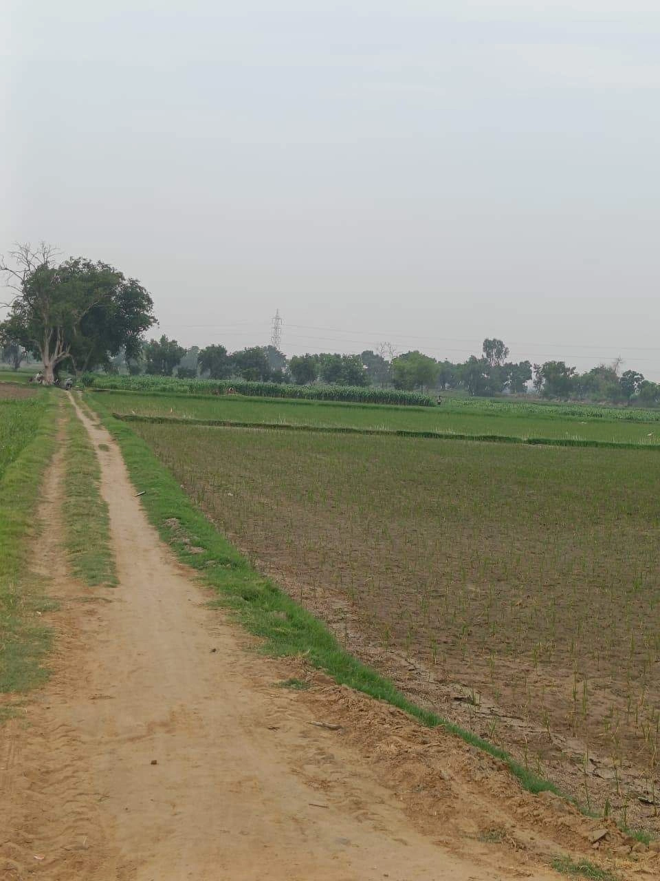 Adampur, Uttar Pradesh, India