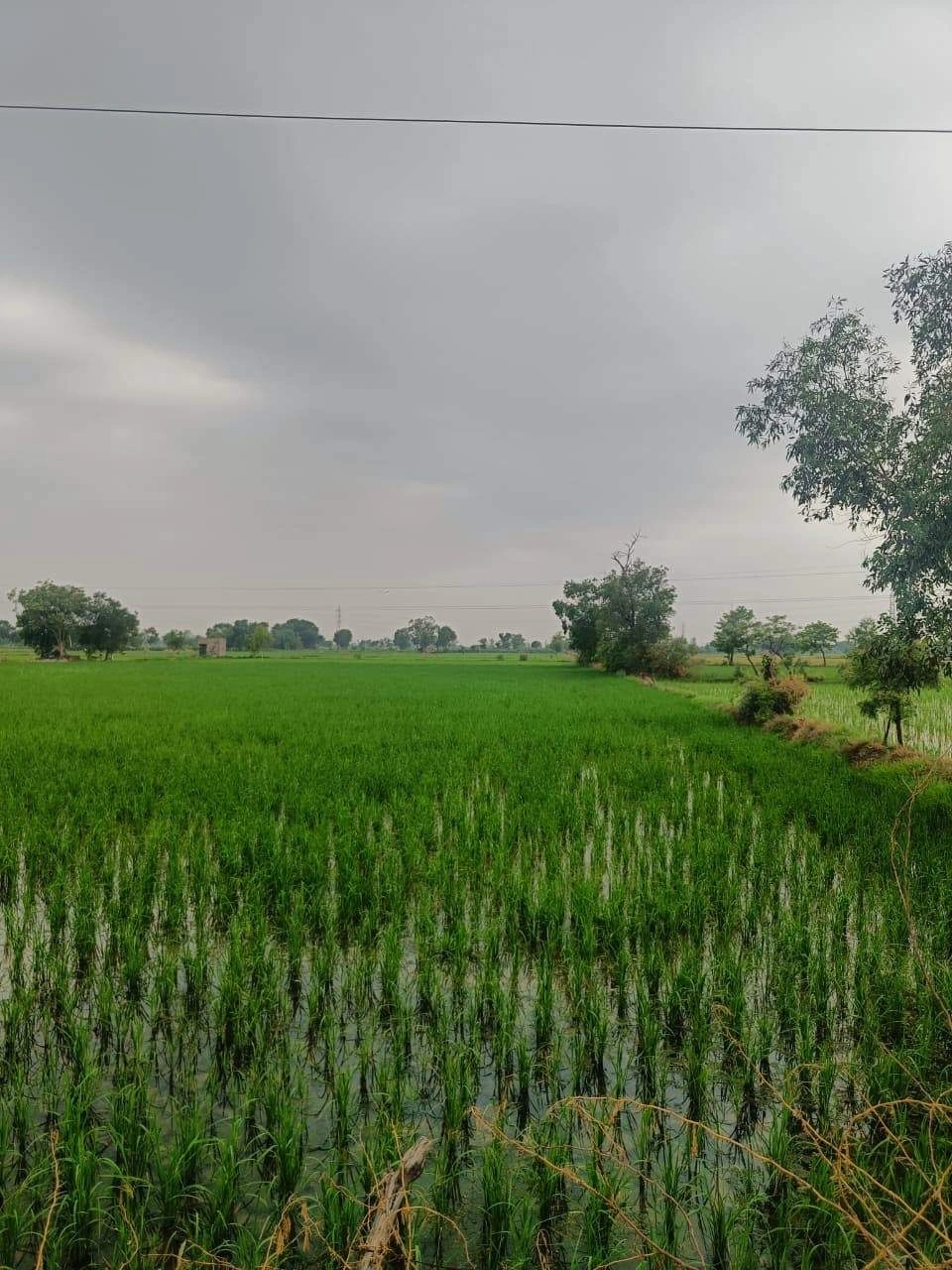 Bukharari, Mathura, Uttar Pradesh, India