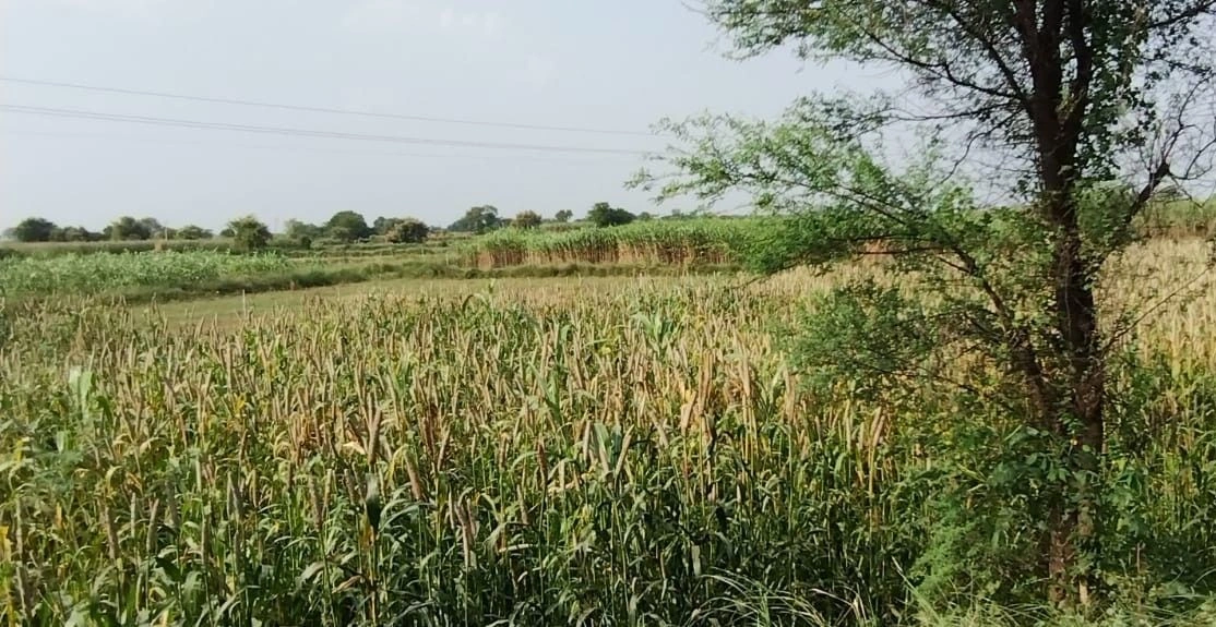 Rundh Binak, Rajasthan, India