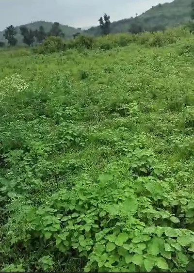 Bijlon, Sehore, Madhya Pradesh 466001, India preview 3