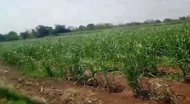 Sathwar, Telangana, India