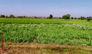 Lohar Pipalya, Madhya Pradesh 455001, India preview 3