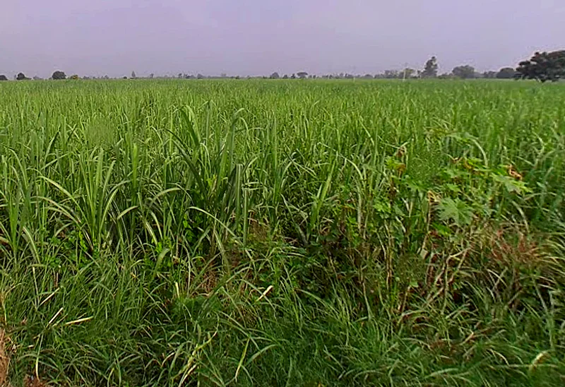 Bhaguwala, Uttar Pradesh 246749, India preview 3