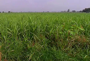 Bhaguwala, Uttar Pradesh 246749, India preview 3