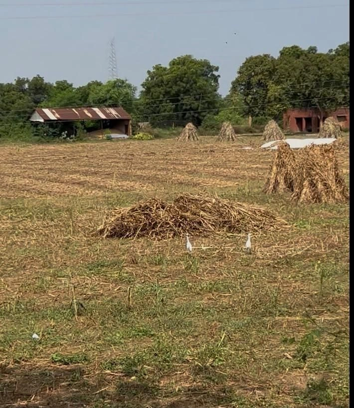 QVPQ+WQ, Haridwar, Manglaur, Uttarakhand 247656, India - Photo 3