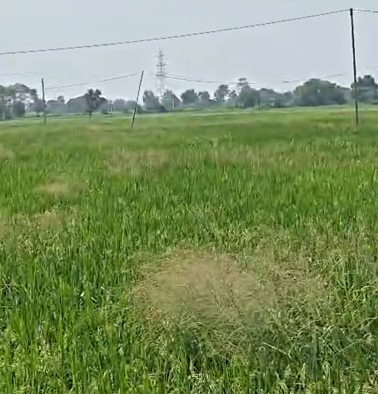 3-45, Medak, Narsingi, Papannapet, Telangana 502303, India - Photo 2
