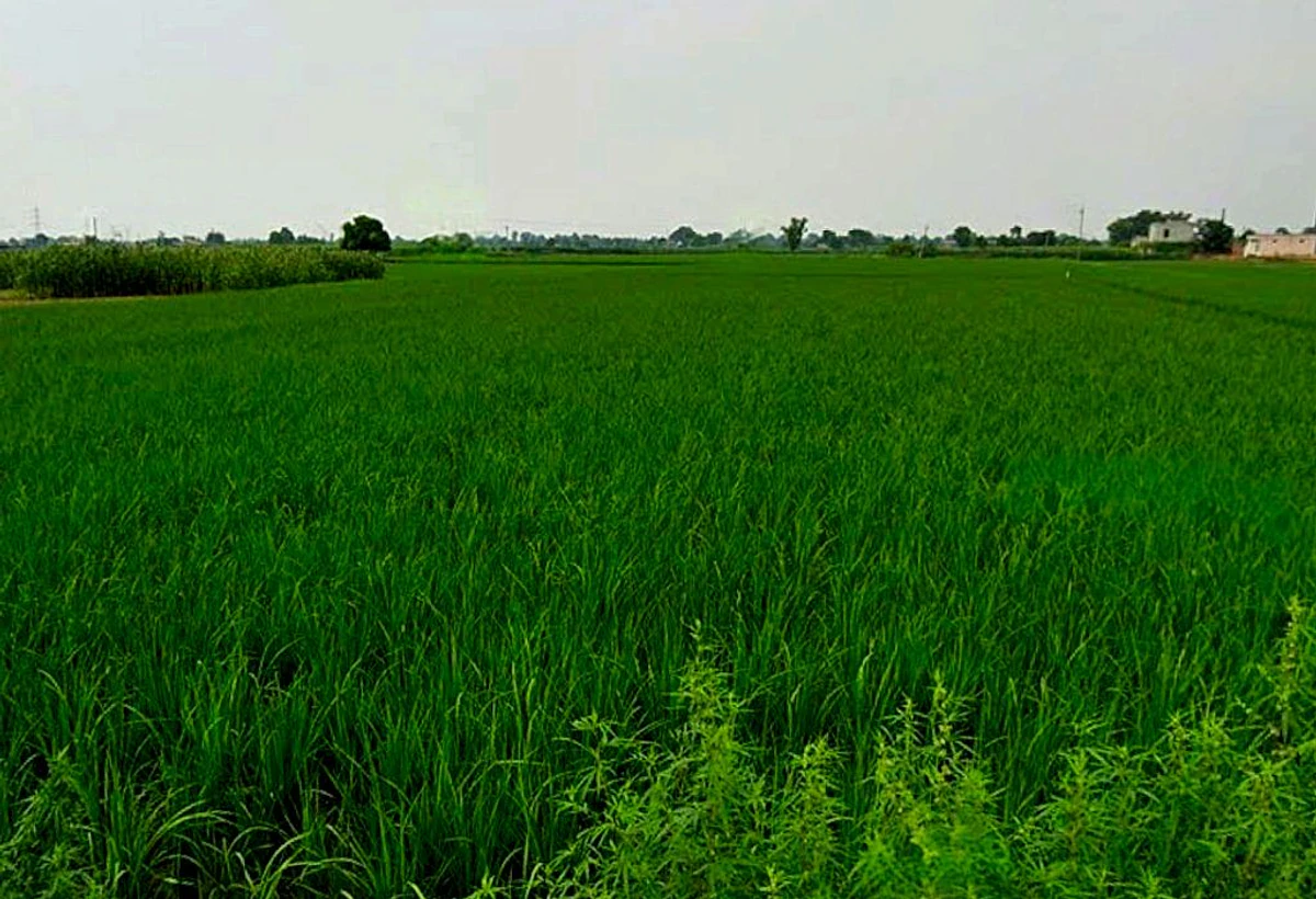 VGPR+436, Bemetara, Gopal Bhoyina, Chhattisgarh 491337, India