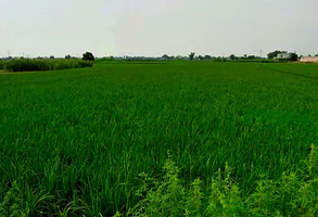 VGPR+436, Bemetara, Gopal Bhoyina, Chhattisgarh 491337, India preview 3