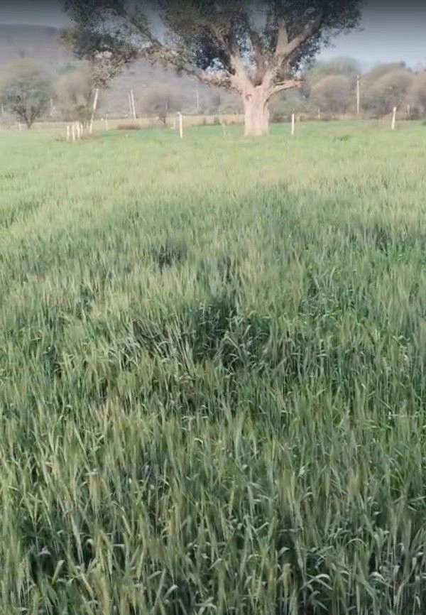 Binjari, Rajasthan, India preview 3