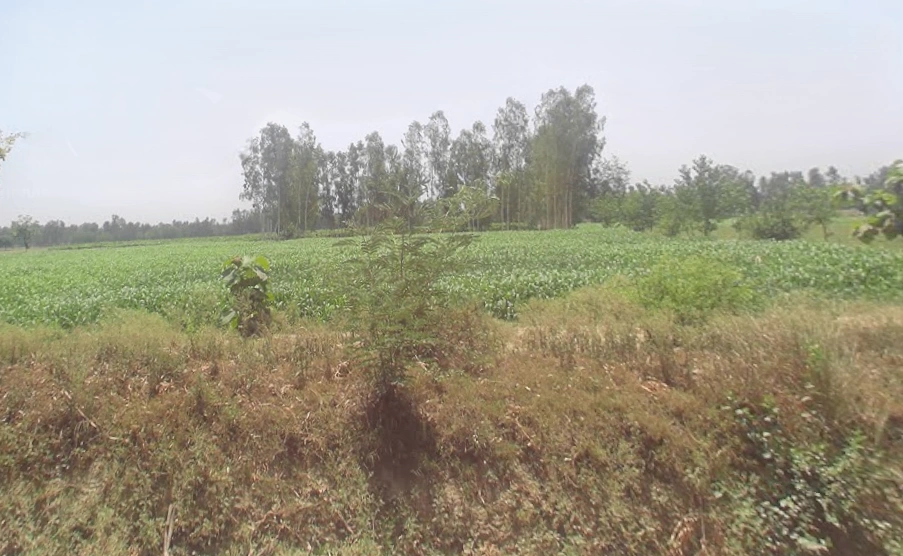 Govindpur, Bareilly, Uttar Pradesh 243502, India