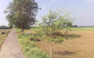 Tatiri Rural, Uttar Pradesh, India preview 3